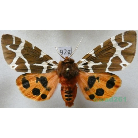 Arctia caja (Linnaeus, 1758) Niedźwiedziówka kaja male Poland92g